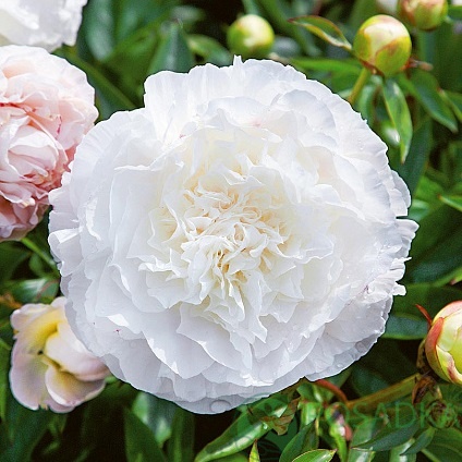 картинка Пион древовидный Paeonia suffr. white 