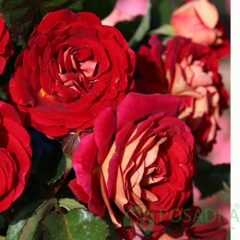 картинка Роза флорибунда Ди Зеенсверте 