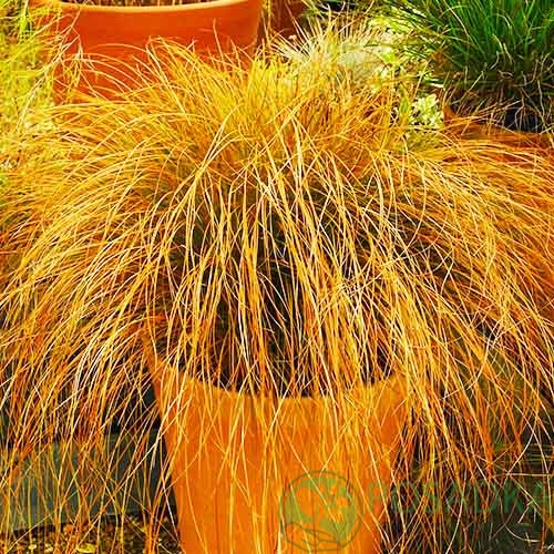 картинка Осока теракотовая Prairie Fire 