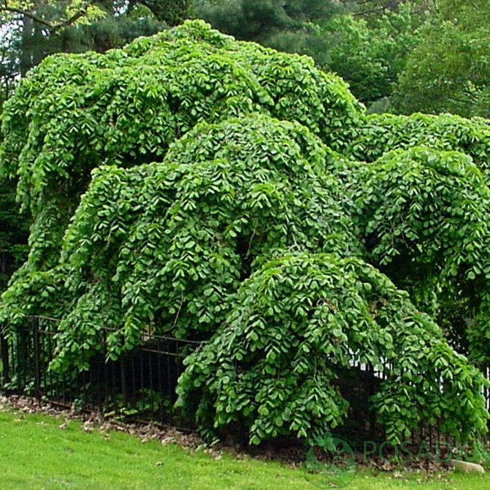 картинка Вяз шершавый (Ulmus glabra) 