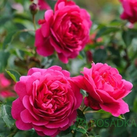 картинка Роза английская Сэр Джон Бенджамин 