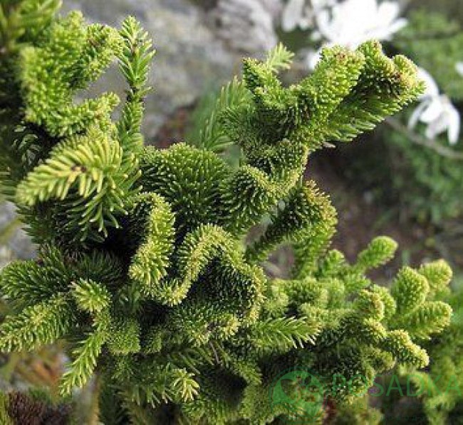 картинка Криптомерия японская Cristata 