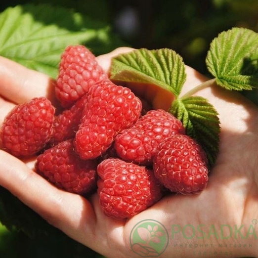 картинка Малина Пшехиба 