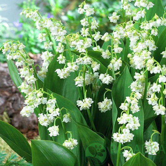 картинка Ландыш Flore Pleno 