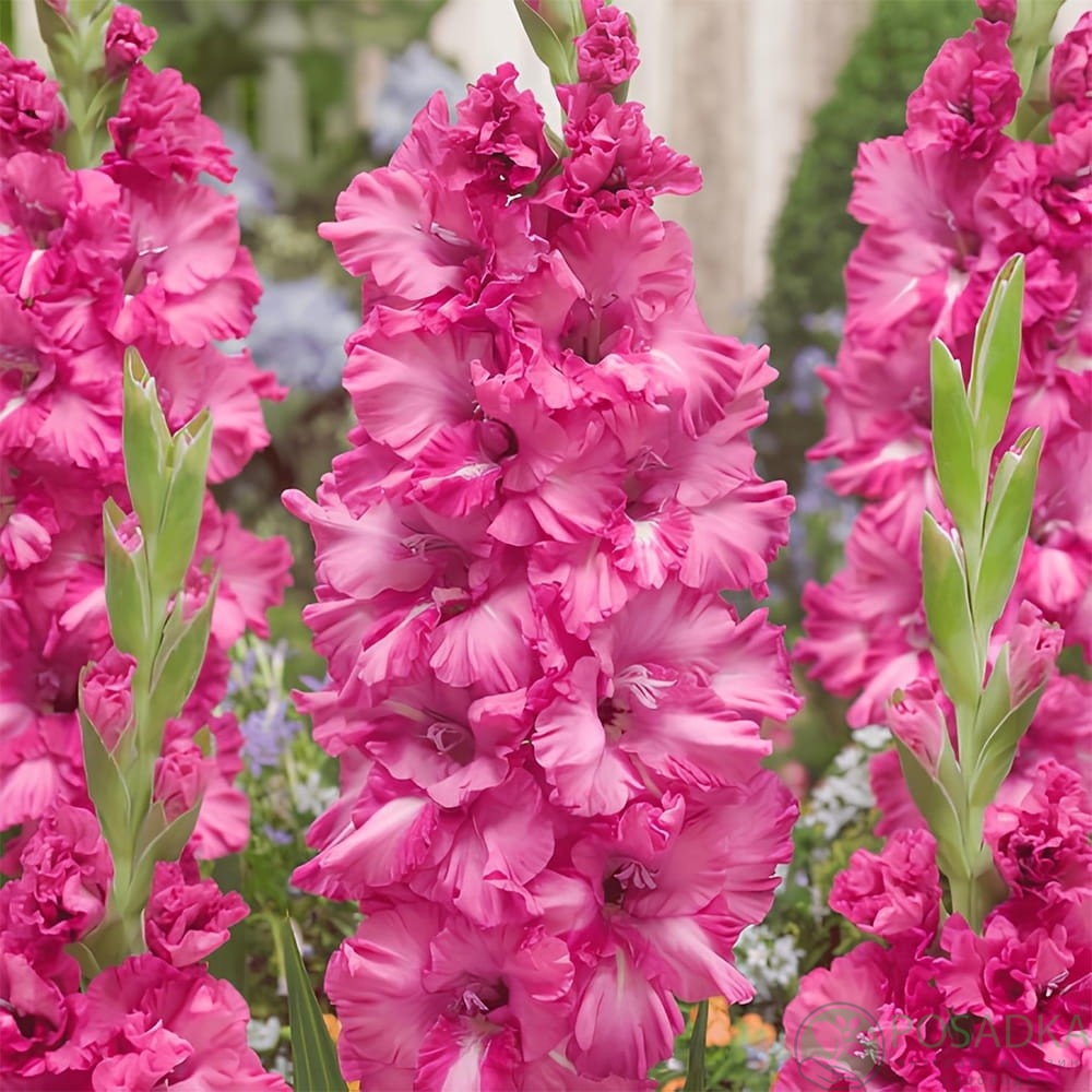 картинка Гладиолус Sweet Love 