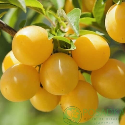 картинка Слива Мирабель Нанси 