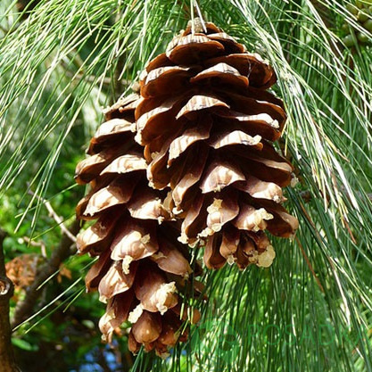 картинка Сосна румелийская Pinus peuce 