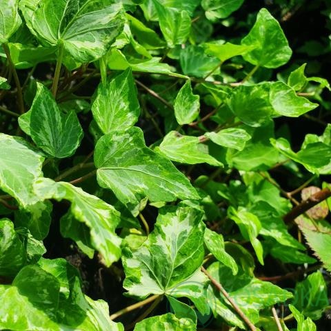 картинка Плющ Вайт Вандер 