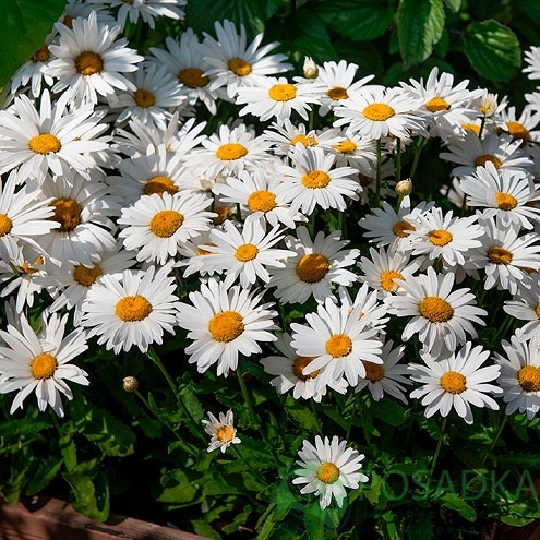 картинка Нивяник Брайтсайд (Brightside) 