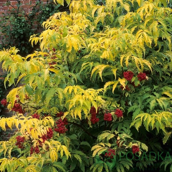 картинка Бузина красная Sutherland Gold 