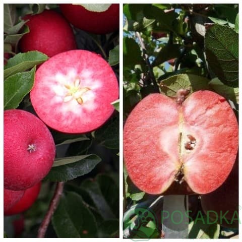 картинка Яблоня дерево сад (Тринити, Эра) 