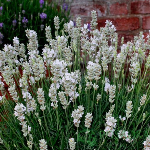 картинка Лаванда узколистная Hidcote White (контейнер р9) 