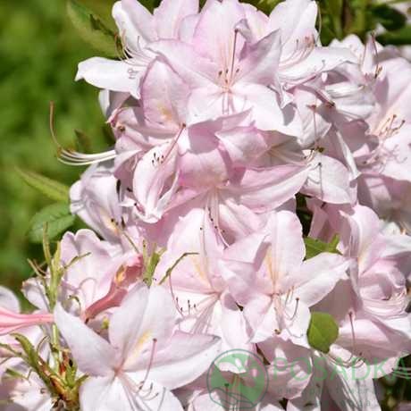 картинка Азалия японская White Lights 