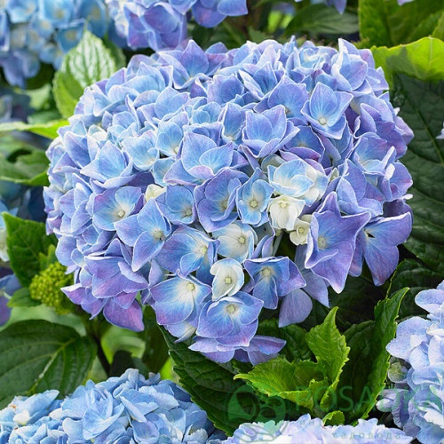 картинка Гортензия крупнолистная Happy Blue (Хэппи Блю) 