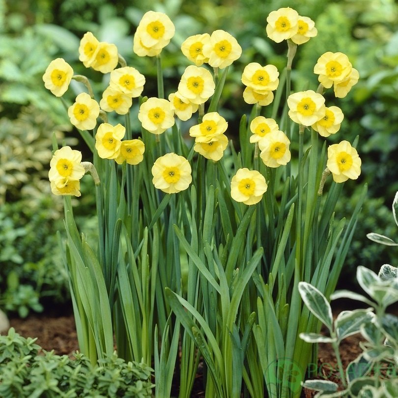 картинка Нарцисс Sun Disc  картинка Нарцисс Sun Disc