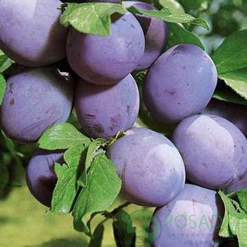 картинка Слива Калифорния Блю 