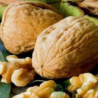 картинка Грецкий орех Казаку (2 летний) 