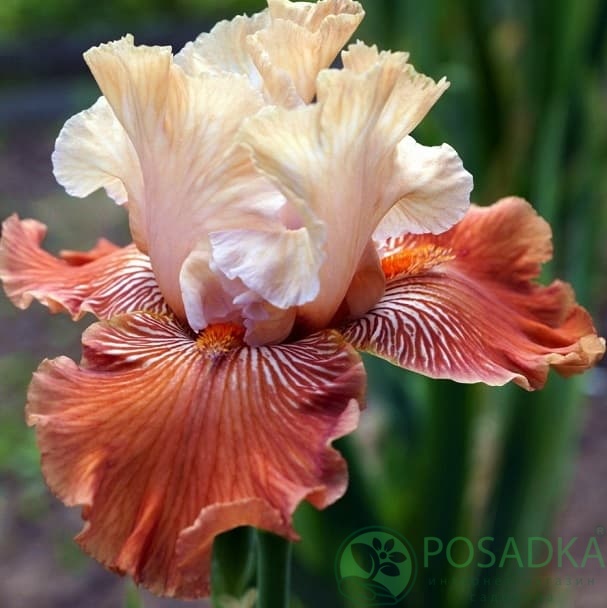 картинка Ирис бородатый Mandarin Morning картинка Ирис бородатый Mandarin Morning