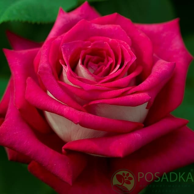 картинка Роза чайно-гибридная Шейла 