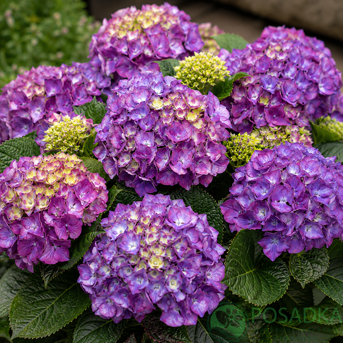 картинка Гортензия крупнолистная Tabletensia® Purple 