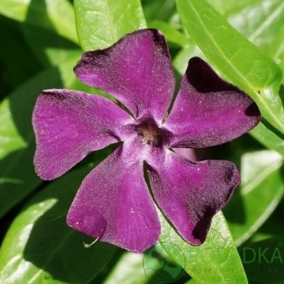 картинка Барвинок малый Atropurpurea Plena 