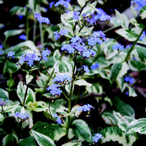 картинка Бруннера крупнолистная Variegata 