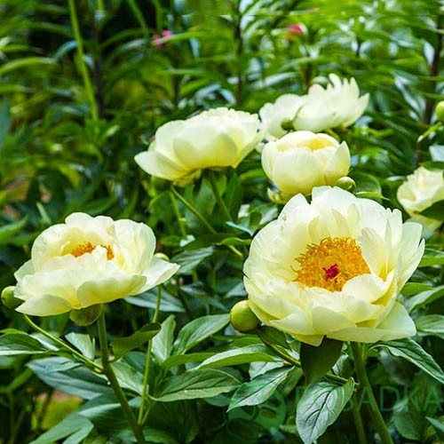 картинка Пион Lemon Chiffon 