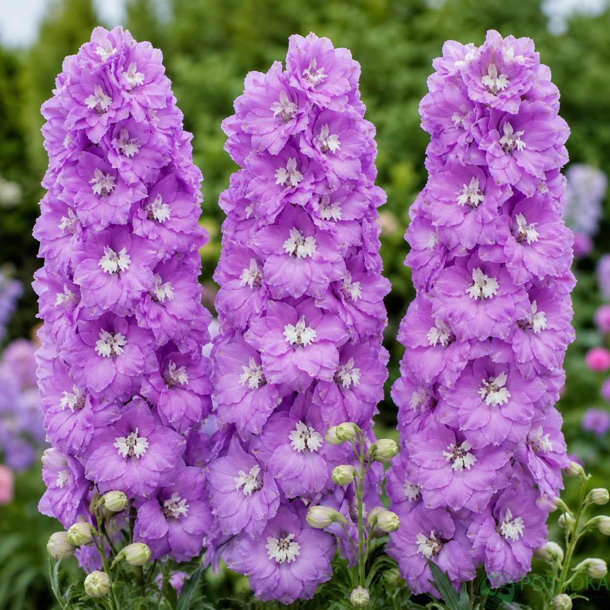 картинка Дельфиниум Lavender with White Bee 