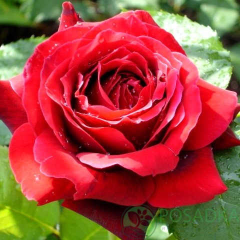 картинка Роза чайно-гибридная Копспил 