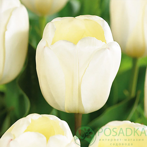 картинка Тюльпан Ivory Floradale 