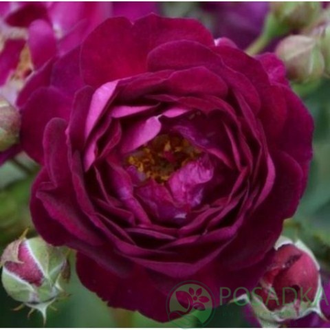 картинка Роза плетистая Розенгартен Цвайбрюкен 