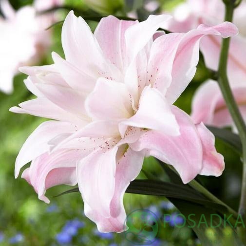 картинка Лилия Lotus Queen 