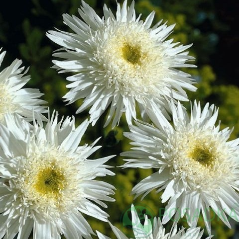 картинка Нивяник Wirral Supreme 