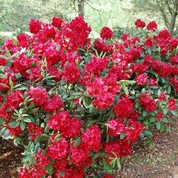 картинка Рододендрон гибридный "Taragona" 