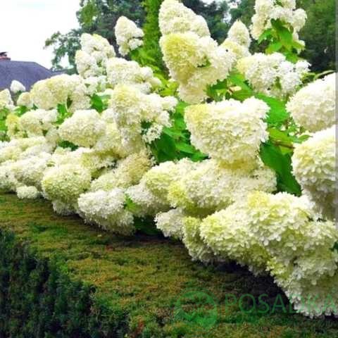 картинка Гортензия метельчатая 2-х летняяМэджикал Монт Блан (Magical Mont Blanc) С2 