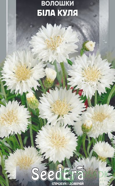 картинка Васильки полевые Белый шар семена (0.5гр) 