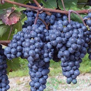 картинка Виноград Регент (винный) 