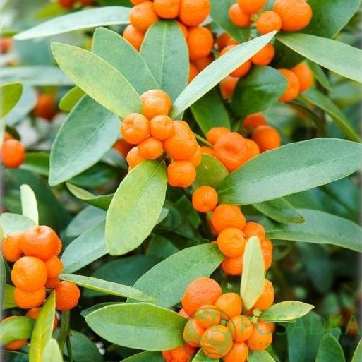 картинка Кумкват Хиндши (Fortunella Hindsii) 