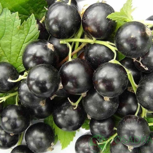 картинка Смородина чёрная Няня 