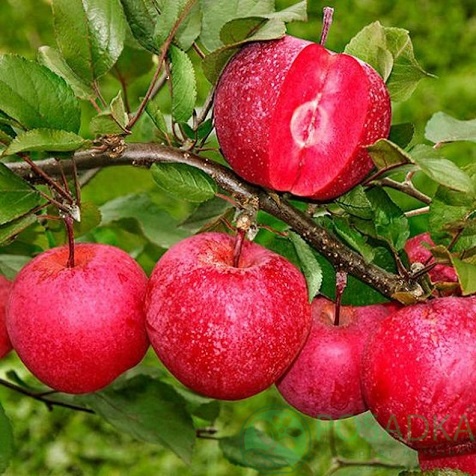 картинка Яблоня Джерси 