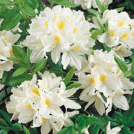 картинка Рододендрон Оксидол 5л 