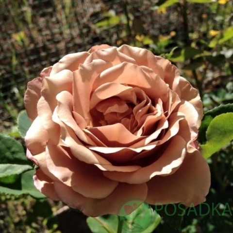 картинка Роза флорибунда Коко Локо 