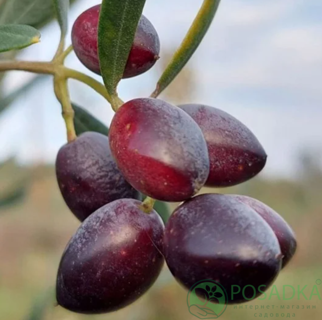 картинка Олива европейская Picual 