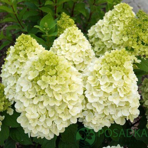 картинка Гортензия метельчатая Panorama (Панорама) 