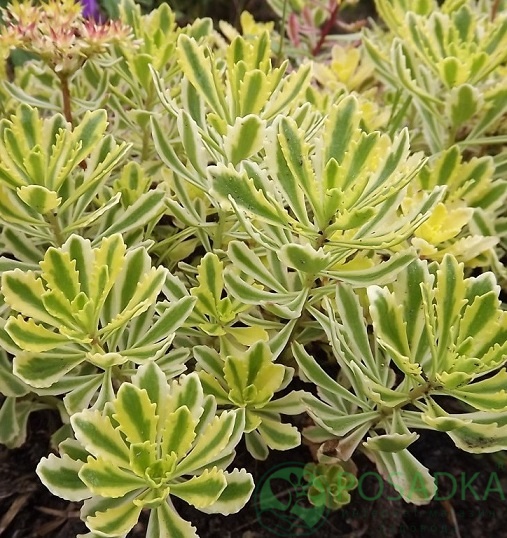 картинка Очиток (седум) Миддендорфа Вариегата 