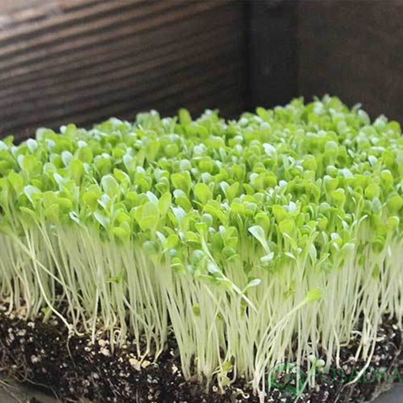 картинка Семена микрозелень Салат листовой зеленый 10 г, Seedera 