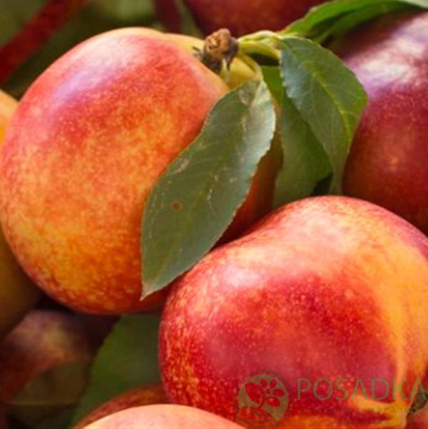 картинка Нектарин колоновидный Фантазия 