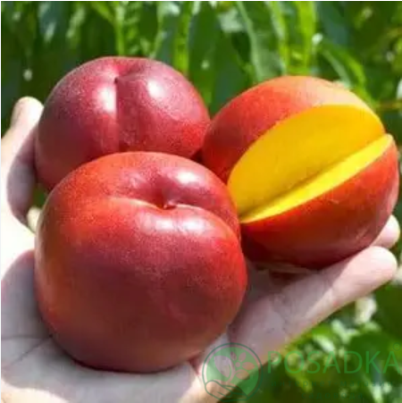 картинка Нектарин Ванг-3 