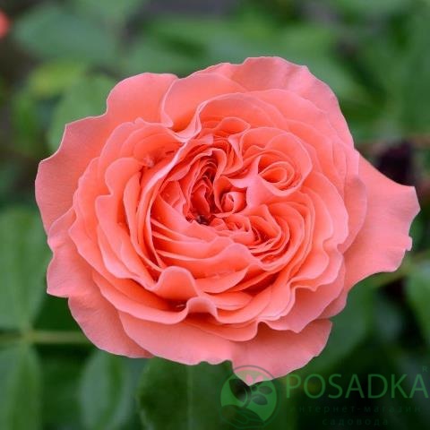 картинка Роза флорибунда Шакенборг С2 