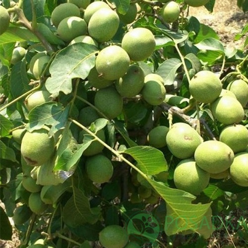 картинка Грецкий орех Идеал 